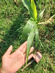 Sorghum
