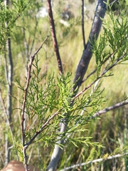 Tamarix gallica