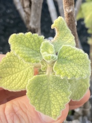 Coleus