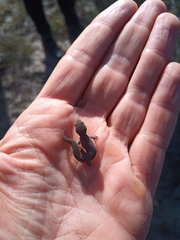 Pachydactylus geitje