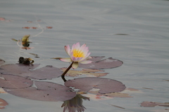 Nymphaea