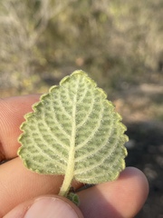 Coleus