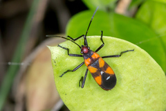 Oncopeltus quadriguttatus