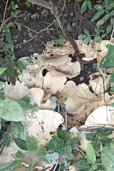 Bondarzewia berkeleyi
