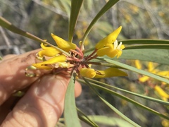 Persoonia falcata