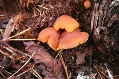 Phyllotopsis nidulans