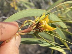 Persoonia falcata
