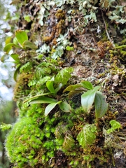 Drymoanthus adversus