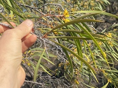 Persoonia falcata