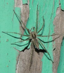 Allagelena gracilens