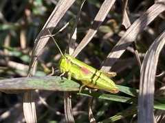 Euthystira brachyptera