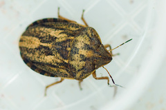 Eurygaster austriaca