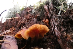 Phyllotopsis nidulans