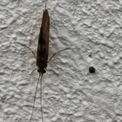 Trichoptera