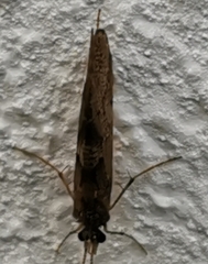 Trichoptera