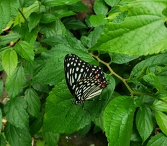 Hestina assimilis