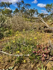 Goodenia fascicularis