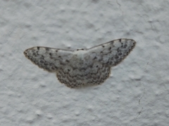 Scopula marginepunctata