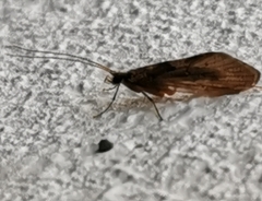 Trichoptera