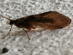 Trichoptera