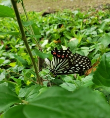 Hestina assimilis