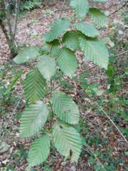 Carpinus betulus