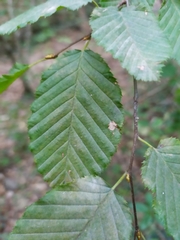 Carpinus betulus