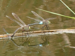 Anax parthenope