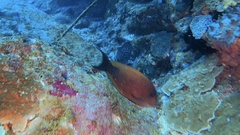 Ctenochaetus binotatus