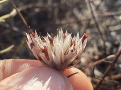 Polycarpaea spirostylis