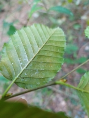Carpinus betulus