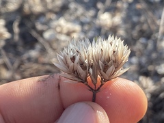 Polycarpaea spirostylis