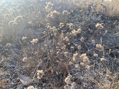 Polycarpaea spirostylis