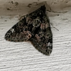 Chloroclysta siterata