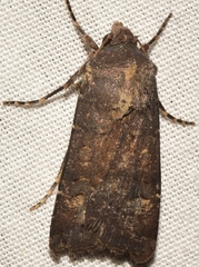 Agrotis trux