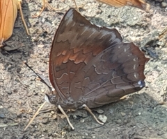 Charaxes bernardus