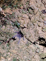 Thrigmopoeus truculentus