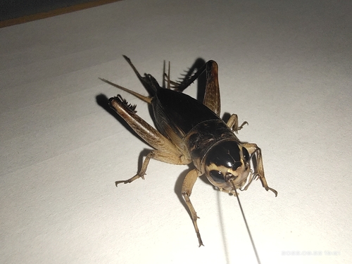 Emma Field Cricket
