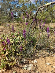 Swainsona microphylla