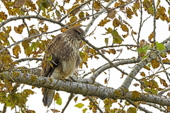 Buteo buteo
