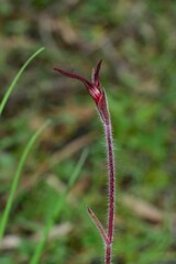 Caladenia formosa
