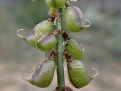 Swainsona microphylla
