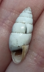 Brephulopsis cylindrica