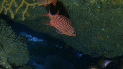 Sargocentron diadema
