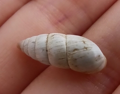 Brephulopsis cylindrica