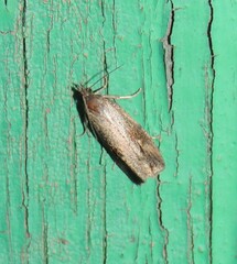 Endothenia quadrimaculana