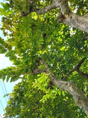 Lagerstroemia speciosa