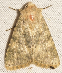 Polymixis dubia