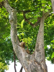 Lagerstroemia speciosa