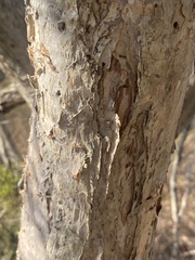 Melaleuca monantha